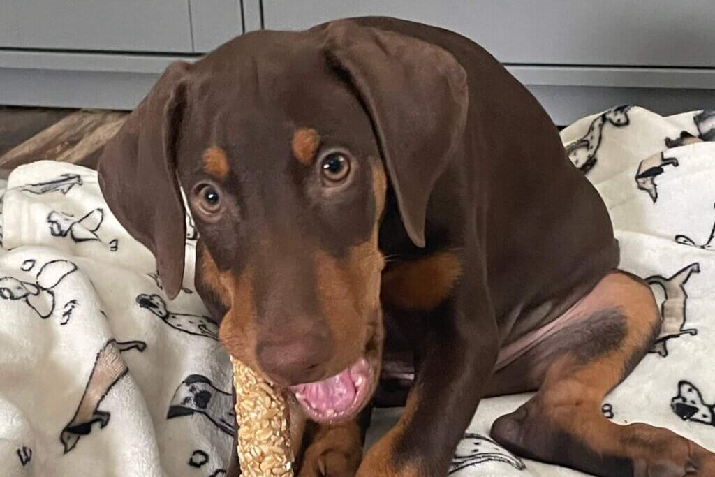 Pet Oral Care - Canyon Pet Hospital
