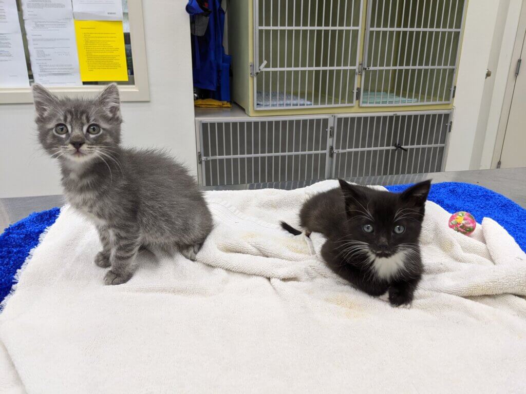 Animal Preventive Care - Canyon Pet Hospital