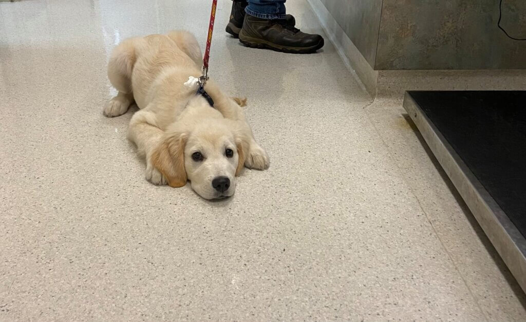 Pet Resource Library - Canyon Pet Hospital